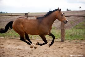 A buckskin is a color, not a breed of horse. Learn 10 Facts Differences Color Shades Of Buckskin Dun Horses Sparkles Rainbows Unicorns Equestrian Blog