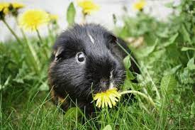 Pin On My Future Pets