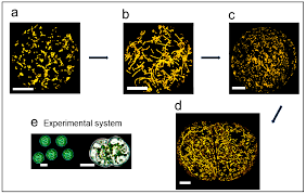 Interphase is composed of three subphases. Ijms Free Full Text Contribution Of Massive Mitochondrial Fusion And Subsequent Fission In The Plant Life Cycle To The Integrity Of The Mitochondrion And Its Genome Html