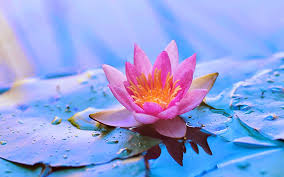 Bunga teratai merupakan bunga yang habitatnya di air, baik di pot maupun di kolam. Kumpulan Gambar Bunga Teratai Bunga Cantik Yang Tumbuh Di Air Worldofghibli Id