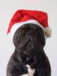 Merry Christmas French Bulldog In A Santa Hat French Bulldog Funny Animal Photos Animals And Pets