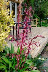 Image result for Beschorneria sp. (Biegel 5357)