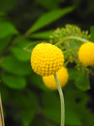 Check spelling or type a new query. Yellow Flowers Bloom In Beijing Botanical Garden Cgtn