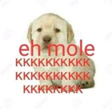 Eh Mole Frases Engracadas E Inteligentes Fotos Engracadas Para Perfil Memes Engracados