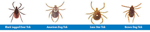 The most feared type of tick, the blacklegged tick transmits two bacteria that cause lyme disease, borrelia burgdorferi and b. Types Of Ticks In New Jersey Tick Identification In Somerset Edison Lakewood And Mercer Ocean Monmouth Somerset Middlesex County