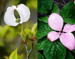 Its branches often droop right to the ground which it is an. Flowering Dogwoods For Sale Cornus Kousa Cornus Florida