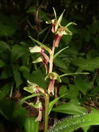Image result for Habenaria tenuispica