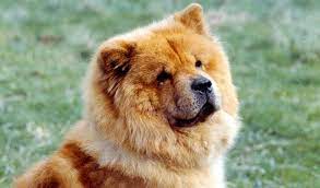 Chow Chow Breed Information Dog Breeds Pets Bulldog Dog