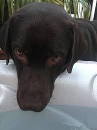 He has been surrendered into rescue due to resource guarding behaviour and biting. Ruger 4 Year Old Male Labrador Available For Adoption