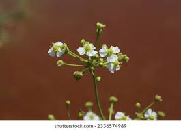 Image result for Alismataceae