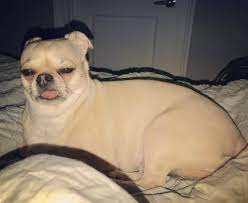 A chihuahua mix between a pug and a chihuahua can have many different appearances in size, weight, shape, and color. Pug Chihuahua Mix Facts