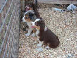 Working dogs with hearts of gold! Miniature Australian Shepherd Puppies In California
