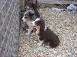 Australian shepherd dogs & puppies in uk. Miniature Australian Shepherd Puppies In California