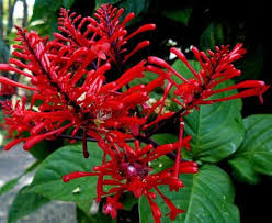 Image result for Nectaropetalum