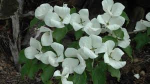 Check spelling or type a new query. Cornus X Venus Flowering Dogwood Youtube