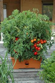 Growbox Tomato Terra Cotta Grow Boxes Gardening For Kids Self Watering