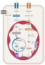 IJMS | Free Full-Text | Mitochondrial OXPHOS Biogenesis: Co-Regulation of  Protein Synthesis, Import, and Assembly Pathways