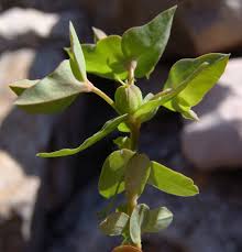 Image result for Euphorbia lissosperma