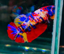 Bato was a member of the southern water tribe and a close friend of katara and sokka's father, hakoda, since childhood. Nemo Avatar Yellowbase Female Innovate Betta Thailand Facebook