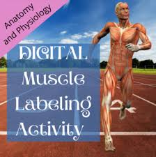 Human leg anatomi coloring pages bulk color muscle. Muscle Labeling Worksheets Teaching Resources Tpt