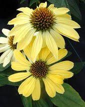 Flowers open a bright cherry red and measure 8 to 9 inches across. 8 Perennial Flowers Morning Sun Afternoon Shade Ideas Perennials Plants Flowers