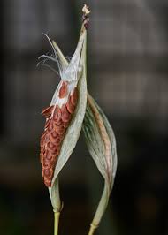 Image result for Asclepias curassavica