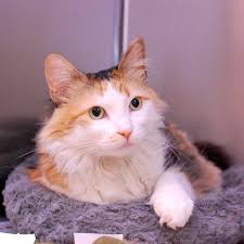 Please check out our available cats below and if one catches your eye, include his or her name in your cat adoption survey. Home Northeast Animal Shelter