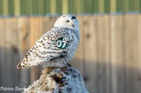 A California Birder In Chilly Minnesota Golden Gate Audubon Society