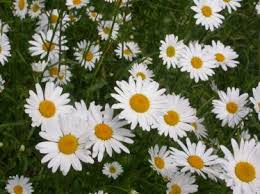 Check spelling or type a new query. Plantlife Oxeye Daisy