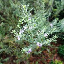 Mass plantings a hardy compact native shrub, fine leaves with small mauve flowers, loved by birds and other wildlife. Westringia Wynyabbie Gem Divine Plants Online Shop