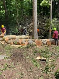 We remove trees, brush, and stumps. Robles Tree Service Llc Home Facebook