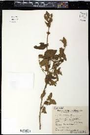 Image result for Sida chrysantha