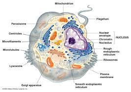 A Eukaryotic Cell Is Defined As A Cell With A Nucleus And Membrane Bound Organelles Animal And Plant Cells Are Eukary In 2021 Eukaryotic Cell Plasma Membrane Biology