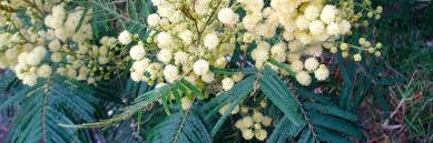 Image result for Acacia mearnsii