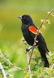 Big Black Birds In Ohio Pin By Kevin Vale On Nature Black Bird Bird Pictures Backyard Birds