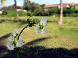 Image result for Limnophyton obtusifolium