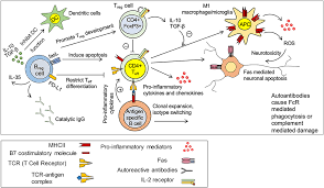 frontiers traumatic spinal cord injury an overview of