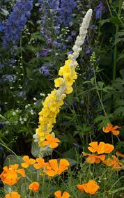Weeds that establish, persist and spread widely in natural ecosystems outside the plant's native range. What S That Tall Yellow Weed Doing In Monet S Garden Plant Talk