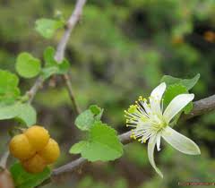 Image result for Grewia holtzii