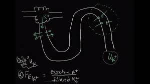 Image result for Transtubular Potassium Gradient