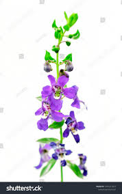 Image result for Plectranthus fruticosus
