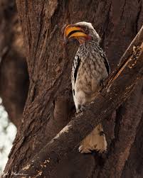 Clyde Elmore Wildlife Photographer (@clyde_elmore_photography) • Instagram  photos and videos