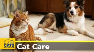 Introduce them with the puppy sat on your lap and with the dog on a lead. How To Introduce Cats To Dogs Youtube