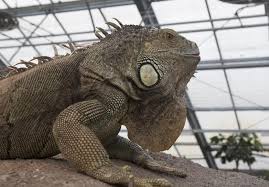 These Large Lizards Have Become Very Popular As Pets Throughout The Americas And Large Lizards Lizard Pets