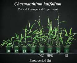 Image result for Chasmanthium