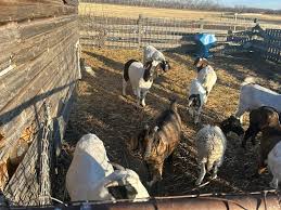 Fresh Whole Goat... - Zamzam Supermarket & Halal Meat | Facebook