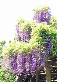 Best when trained on an arbor, trellis or fence to allow a full view of the spectacular pendulous flower clusters. Japanese Wisteria Invasive Plants Of Maryland Inaturalist