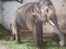 Elephants Animal Welfare After A 21 Month Long Campaign Peta And Its International Affiliates Have Won The Fight To Release Elephant Indian Elephant Animals
