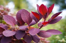 Image result for Cotinus coggygria