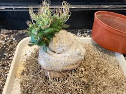 Image result for Ceropegia conrathii